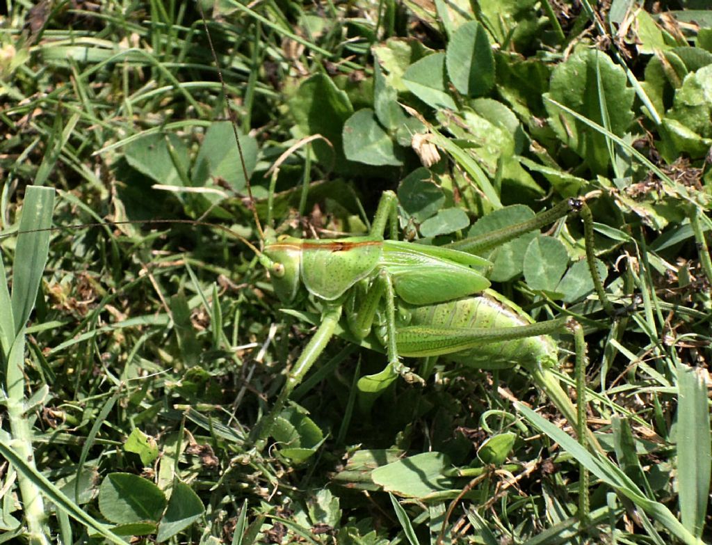 Tettigonia sp.